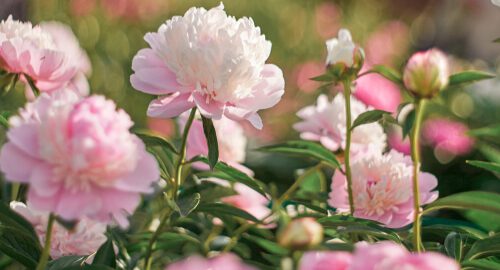 how long do peonies last