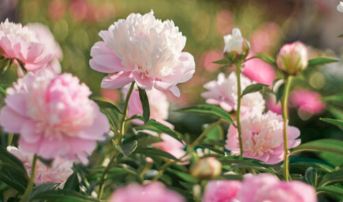 how long do peonies last