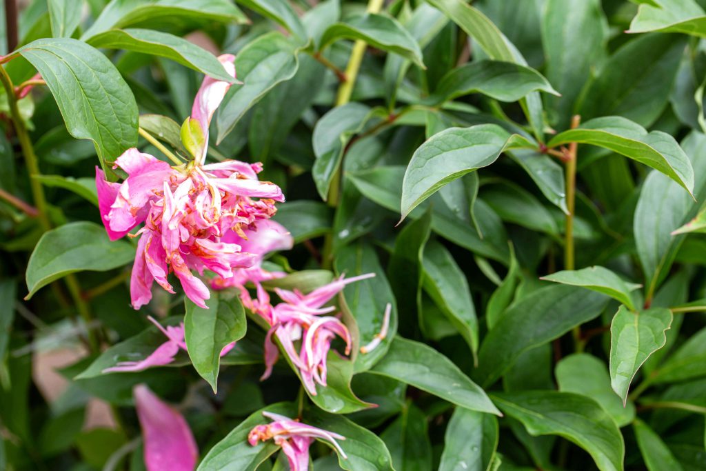 peony leaves curling