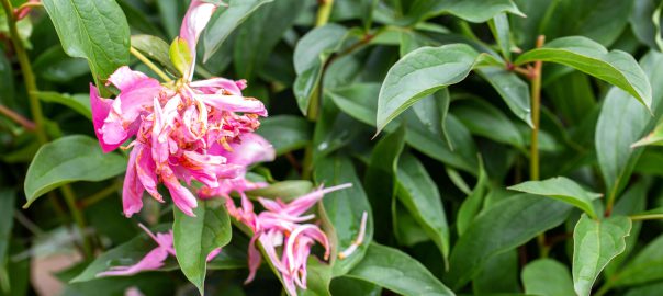 peony leaves curling