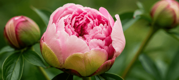 how to get peonies to open
