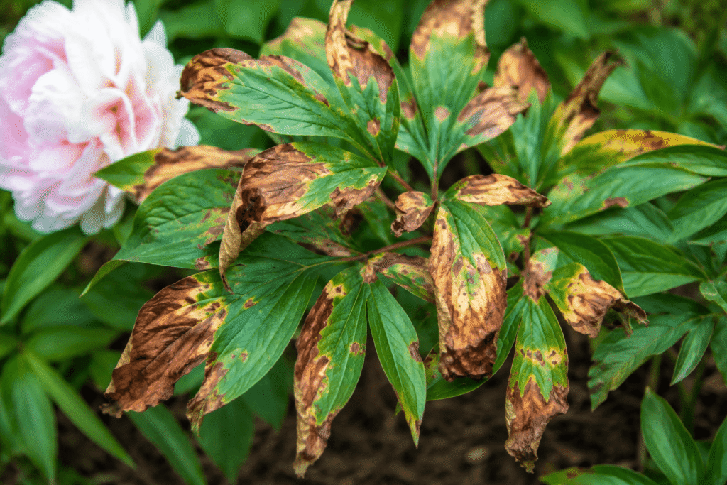 why are my peony leaves turning brown