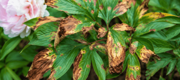 why are my peony leaves turning brown